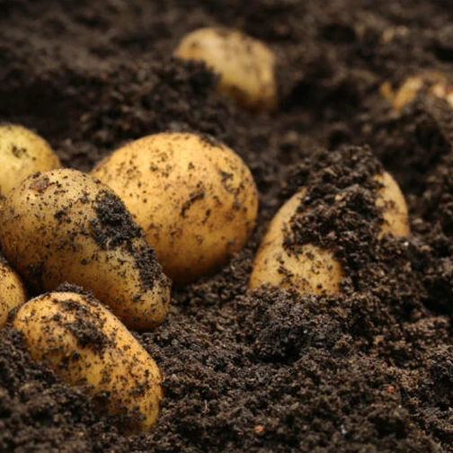 image of potatoes in ground lightly covered with soil