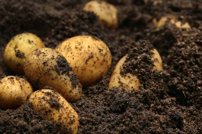 image of potatoes in ground lightly covered with soil