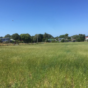 image of field of grass with houses in background in Athenree